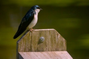 Bahama Swallow